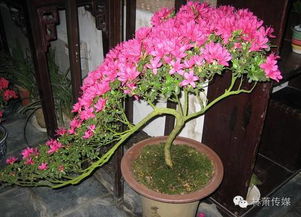 河炭可以養花嗎
