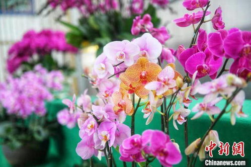蘭花創(chuàng  )新創(chuàng  )業(yè)