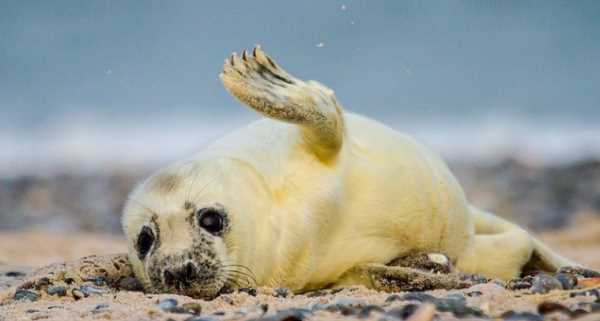 海豹怎么呼吸,海豹 是生活在海洋的哺乳動(dòng)物它們的呼吸方式是什么圖1