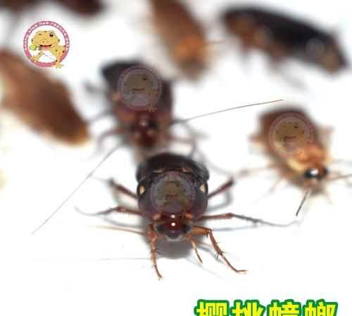 櫻桃蟑螂越獄會(huì )泛濫嗎?