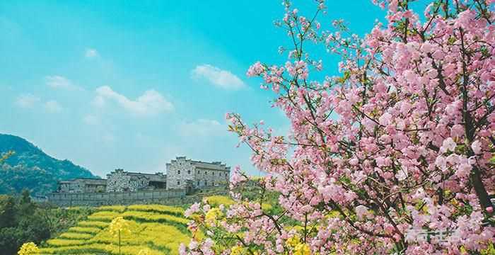 2月會(huì )開(kāi)什么花的圖片