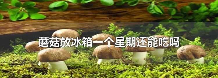 蘑菇在冰箱里面放著(zhù)長(cháng)了一層白毛還能吃嗎