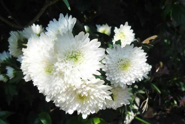 白色菊花的花語(yǔ)