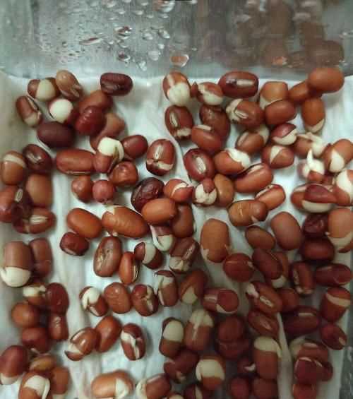 紅豆的芽能吃嗎