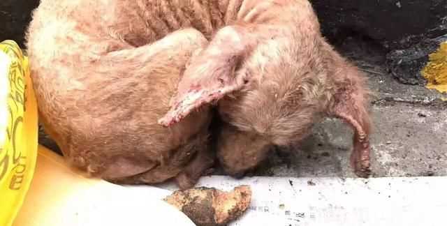 蜱蟲(chóng)怕什么藥和氣味，蜱蟲(chóng)死死咬在狗狗身上，要怎么取下來(lái)？圖3
