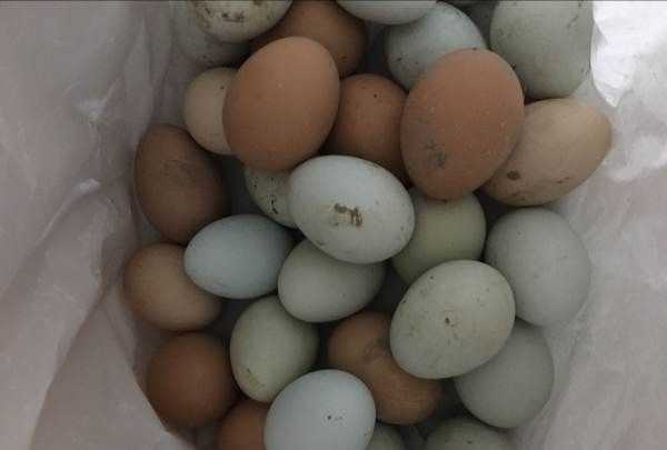 為什么美國的雞蛋是白色的,飼料的顏色有所不同嗎圖1