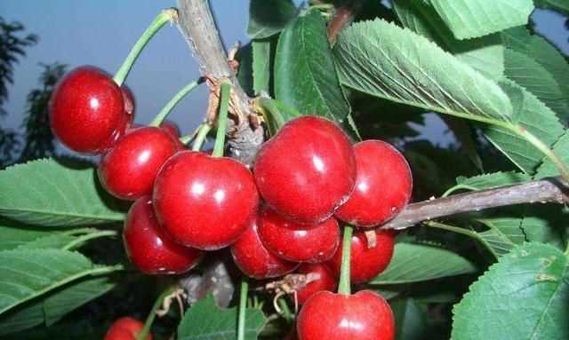 櫻桃放多久會(huì )變味，冰糖櫻桃汁能存放多久？圖4