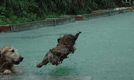 只怕雨水不怕風(fēng)什么動(dòng)物