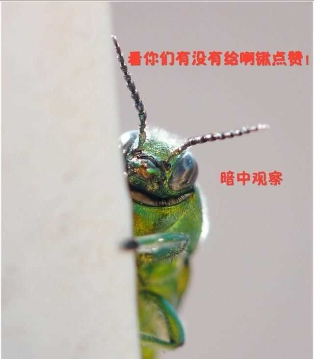 臭蟲(chóng)在水里泡多久才會(huì )死，家里有臭蟲(chóng)，怎么樣才能快速除掉呢？圖6
