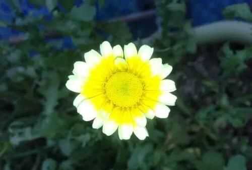 茼蒿開(kāi)花了還能吃嗎，茼蒿開(kāi)花了還能掐著(zhù)吃嗎？圖3