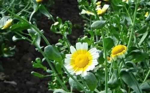 茼蒿開(kāi)花了還能吃嗎，茼蒿開(kāi)花了還能掐著(zhù)吃嗎？圖4