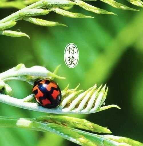 驚蟄有風(fēng)什么說(shuō)法