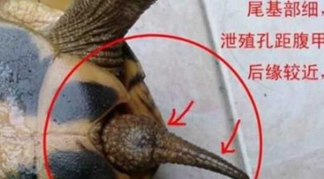 巴西龜怎么分公母，巴西龜怎么分公母？圖1