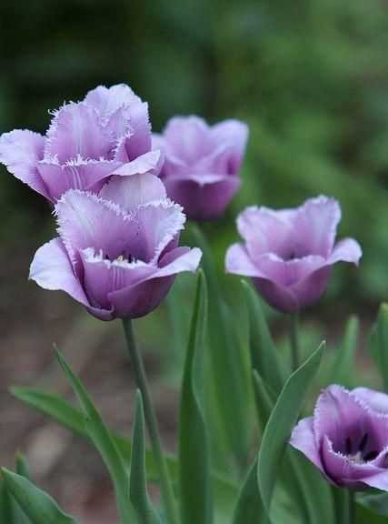 紫色郁金香花語(yǔ)是什么意思