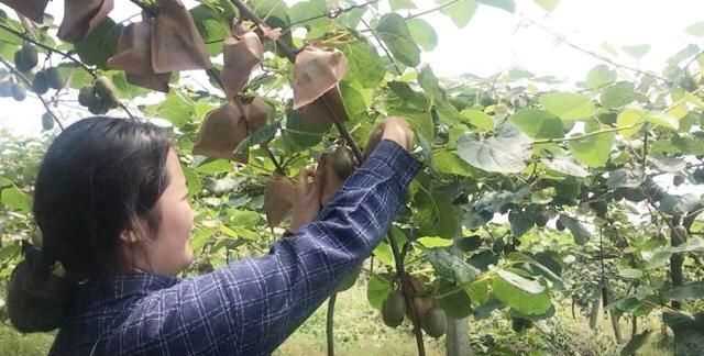 果蠅的危害，果蠅是否屬于生物性危害性異物？圖3