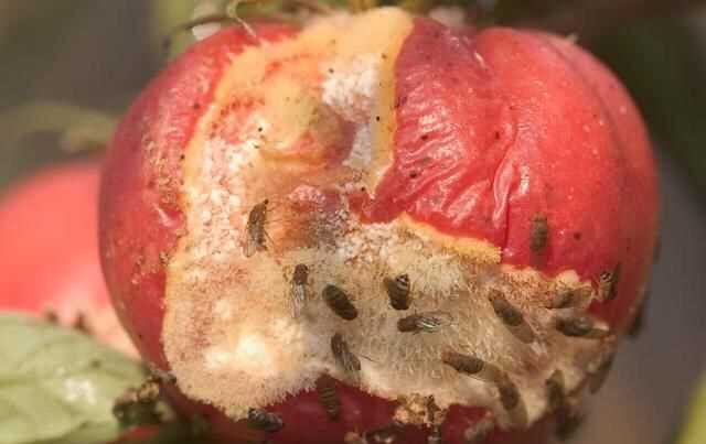 果蠅的危害，果蠅是否屬于生物性危害性異物？圖6