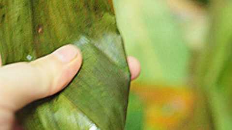 粽子用蒸鍋蒸多長(cháng)時(shí)間,粽子蒸多久才能熟多長(cháng)時(shí)間能煮熟圖5