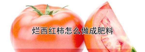 爛西紅柿的妙用,西紅柿秧怎樣做成肥料圖1