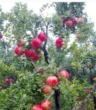 石榴籽有黑點(diǎn)能吃嗎，紅籽石榴怎么判斷好壞？圖3