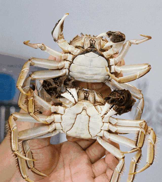 大閘蟹幾月份上市，鄱陽湖大閘蟹何時上市？圖3