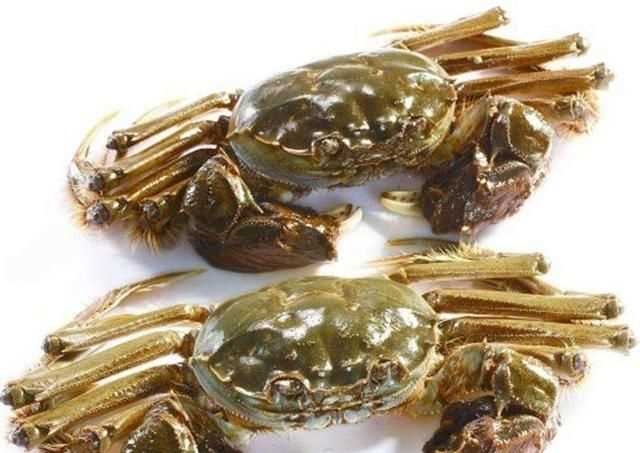 大閘蟹幾月份上市，鄱陽湖大閘蟹何時上市？圖6