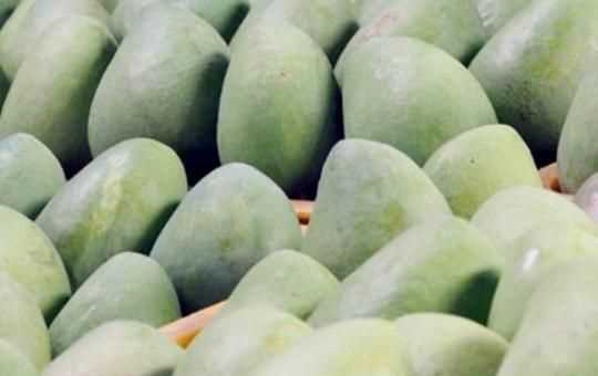 怎么判斷青芒熟沒熟，如何判斷大青芒果熟了？圖1