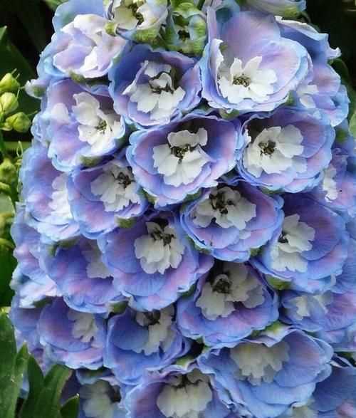 情侶之間送什么花合適