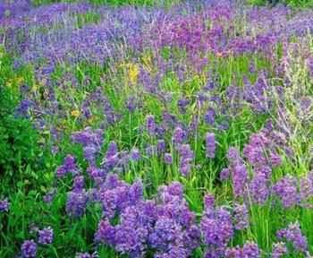 象征著友誼的植物和詩(shī)句