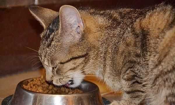 梭子蟹和桃子能一起吃嗎，貓不能吃的食物有哪些？圖2
