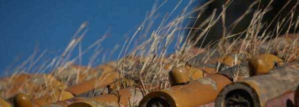 五級風(fēng)有多大,五級風(fēng)是什么程度視頻圖1