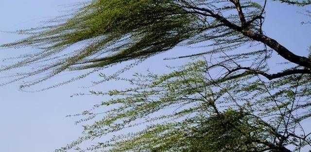 四到五級風(fēng)有多大?