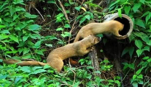 黃鼠狼吃老鼠嗎，黃鼠狼喜歡死老鼠嗎？圖4