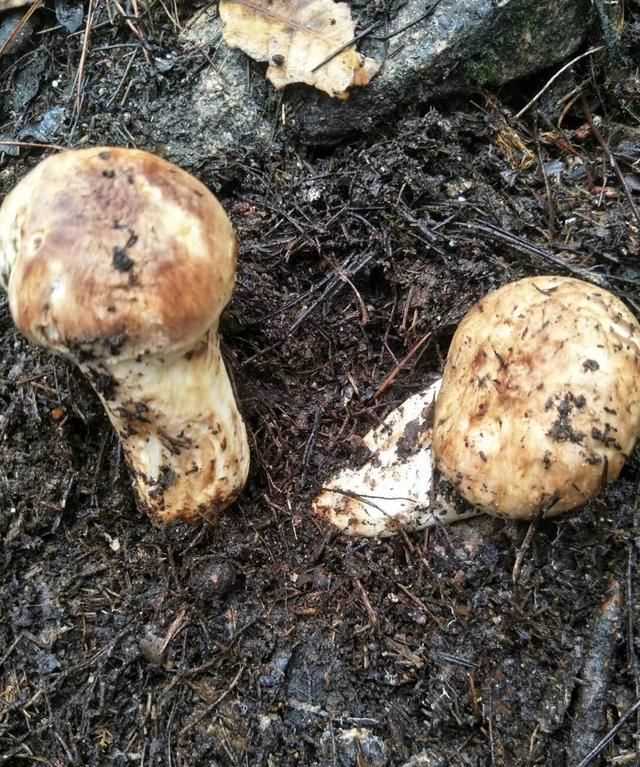 松茸生長在什么地方