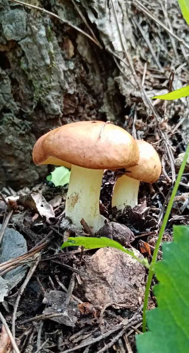 松茸生長在什么地方，北松茸生長在什么地方？圖3