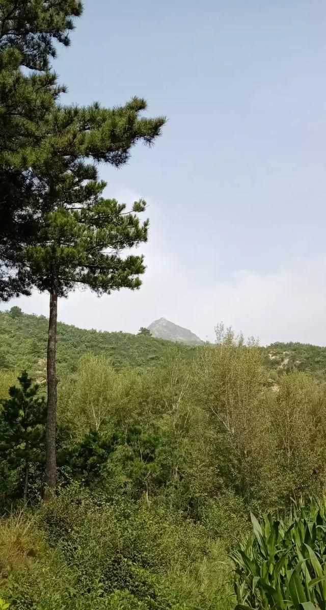 松茸生長在什么地方，北松茸生長在什么地方？圖10