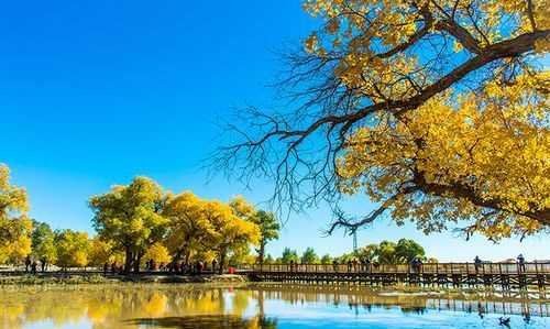 額濟(jì)納旗胡楊林在哪里額濟(jì)納旗旅游景點(diǎn)的賓館貴多少錢