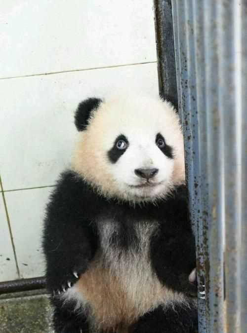 為什么熊貓出生都是白色的