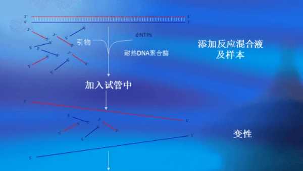 pcr是什么簡稱,pcr是什么的醫(yī)學(xué)簡稱圖2