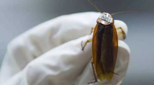 家里有蟑螂怎么處理,家里有蟑螂怎樣除圖6