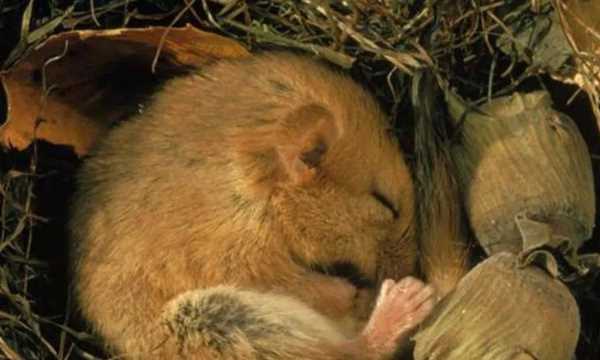 加厚皮毛過冬的動物有哪些,大自然中哪些動物過冬的方式介紹一種圖1