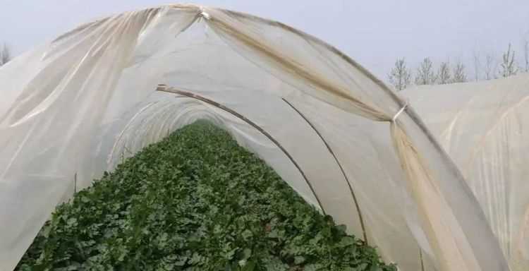 石灰可以撒在菜葉上嗎,石灰直接撒在菜葉上會有毒