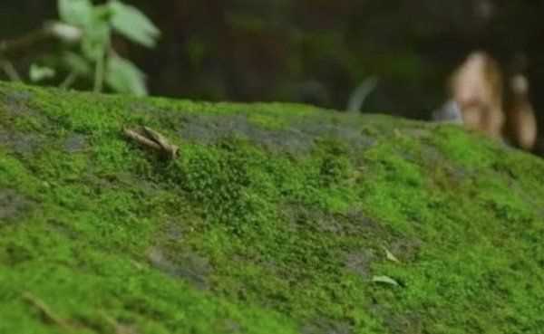 水中青苔怎么快速清除,水池邊青苔怎么快速清除圖4