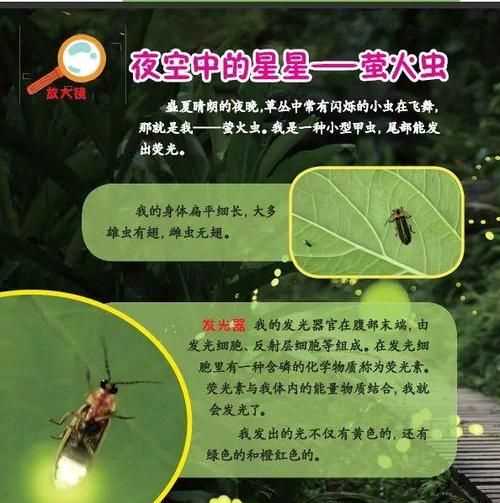 螢火蟲(chóng)的習(xí)性閱讀感悟
