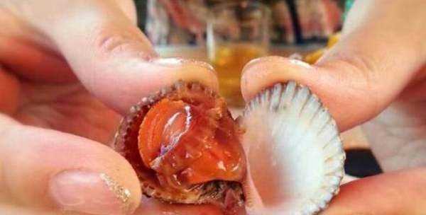 血蛤如何才能安全食用,血蛤怎么養(yǎng)活圖4