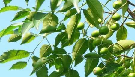 夏季豬圈驅(qū)蚊最佳方法，夏季豬舍驅(qū)蠅方法？圖3