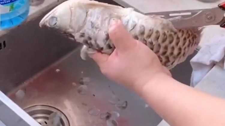 龍魚怎么做好吃 龍魚的做法視頻