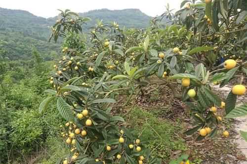 枇杷幾月成熟