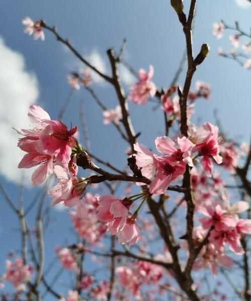 春暖花開群芳吐艷的日子祝福語(yǔ)
