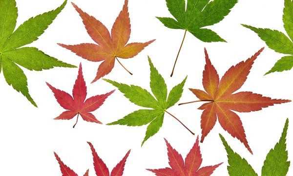 楓糖漿是什么東西,楓葉能做賀卡還能做什么圖1