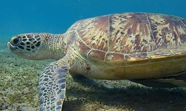 會游泳的動物有哪些,會游泳的動物有哪些?圖11